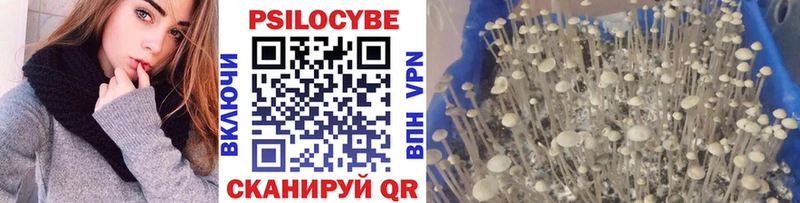 закладки  Щёкино  mega как войти  Псилоцибиновые грибы Psilocybine cubensis 